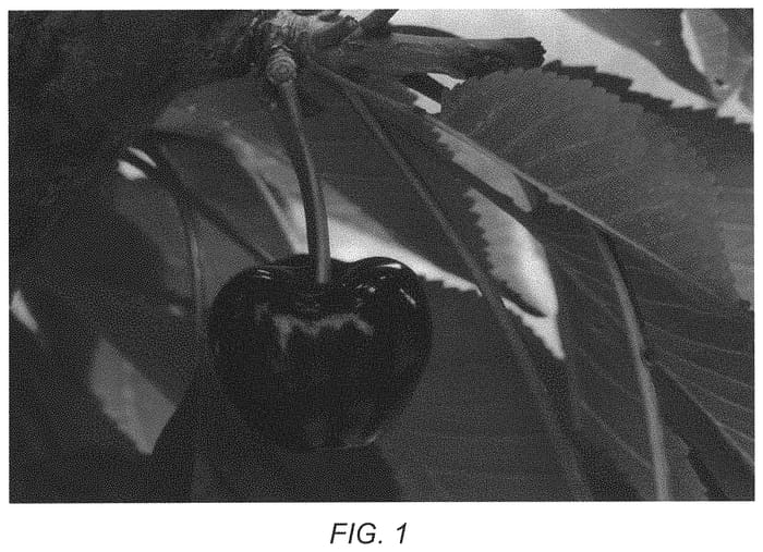 Figure 1 of US plant patent PP34621, the photograph of Prim 22 printed in the patent.