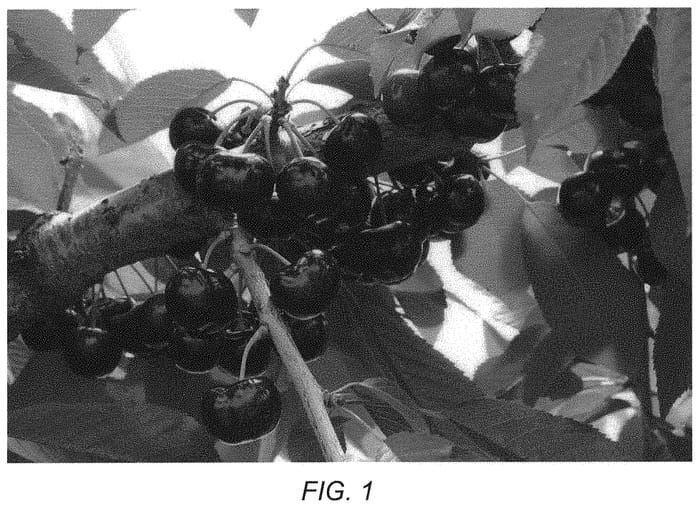 Figure 1 of US plant patent PP34622, the photograph of Prim 41 printed in the patent.
