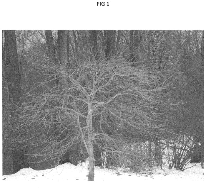 Figure 1 of US plant patent PP34623, the photograph of DRABROT printed in the patent.