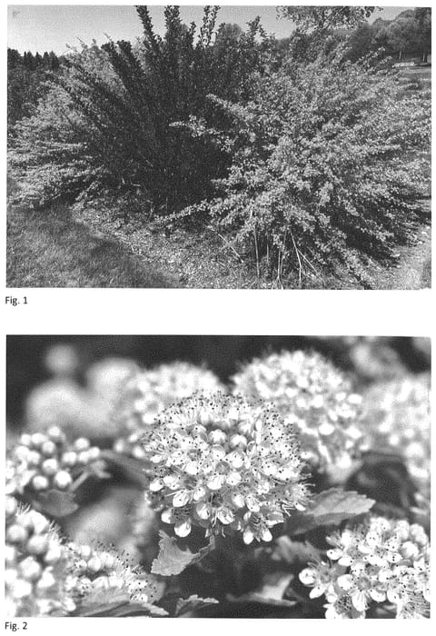 Figure 1 of US plant patent PP34624, the photograph of ZLENora printed in the patent.