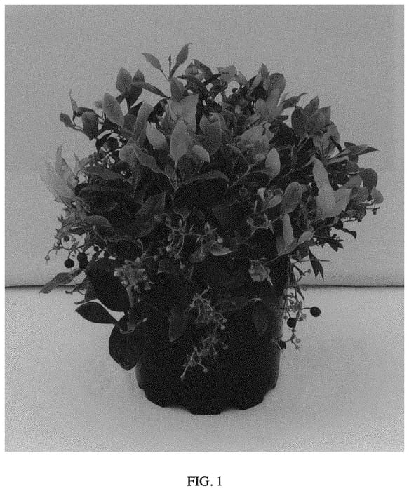 Figure 1 of US plant patent PP34625, the photograph of Gaulsidh12 printed in the patent.