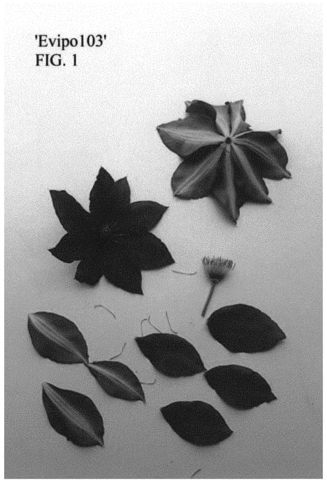 Figure 1 of US plant patent PP34626, the photograph of Evipo103 printed in the patent.