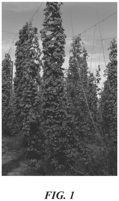 Figure 1 of US plant patent PP34627, the photograph of ADHA 1940 printed in the patent.