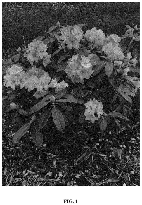 Figure 1 of US plant patent PP34628, the photograph of HoldenRhodo211 printed in the patent.
