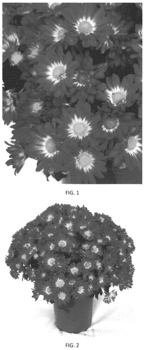 Figure 1 of US plant patent PP34629, the photograph of CIFZ0092 printed in the patent.