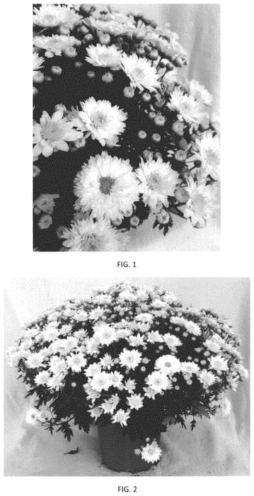 Figure 1 of US plant patent PP34630, the photograph of CIFZ0094 printed in the patent.