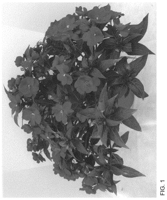 Figure 1 of US plant patent PP34631, the photograph of Dongiwirohoro printed in the patent.
