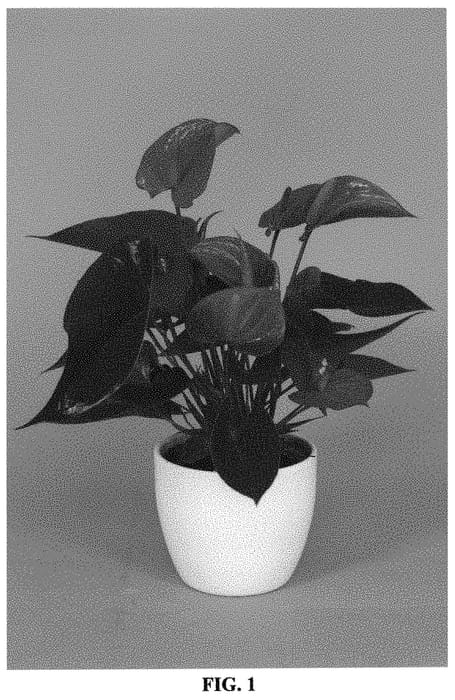 Figure 1 of US plant patent PP34632, the photograph of AN2922932 printed in the patent.