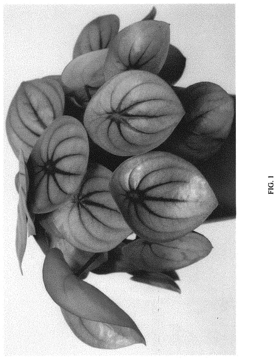 Figure 1 of US plant patent PP34633, the photograph of EC-PEPE-2110 printed in the patent.