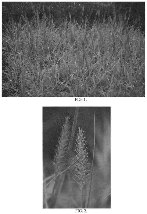 Figure 1 of US plant patent PP34634, the photograph of Lemon Squeeze printed in the patent.