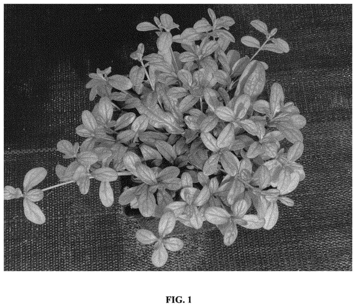 Figure 1 of US plant patent PP34635, the photograph of Petpar printed in the patent.