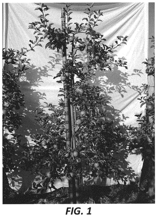 Figure 1 of US plant patent PP34636, the photograph of Canopy printed in the patent.
