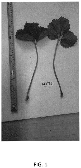 Figure 1 of US plant patent PP34637, the photograph of Ashley Jay printed in the patent.