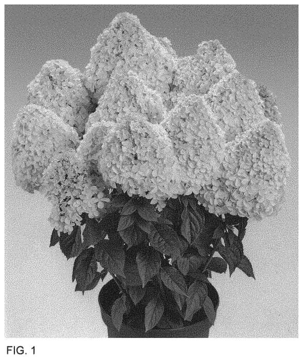 Figure 1 of US plant patent PP34638, the photograph of HP220901 printed in the patent.
