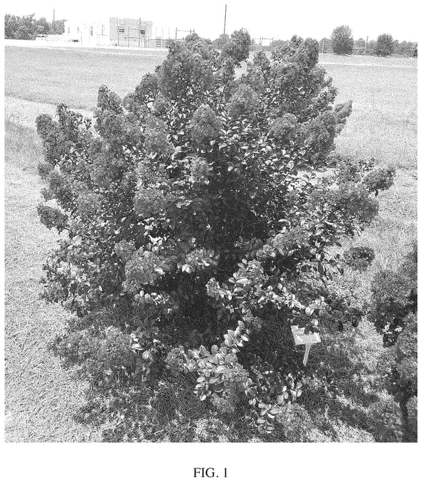Figure 1 of US plant patent PP34639, the photograph of Baillagtwo printed in the patent.