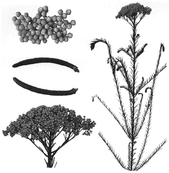 Figure 1 of US plant patent PP34640, the photograph of ESM RI009 printed in the patent.