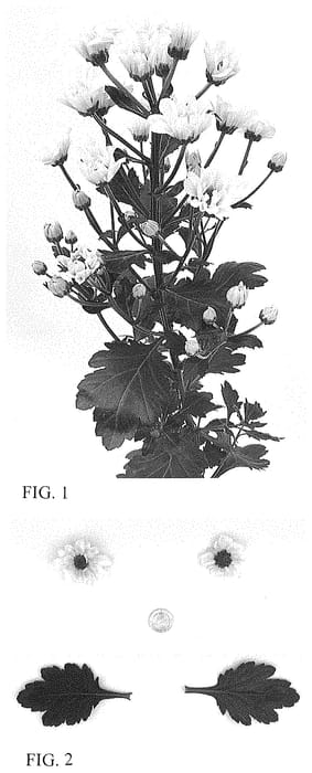 Figure 1 of US plant patent PP34641, the photograph of DLFALMA3 printed in the patent.