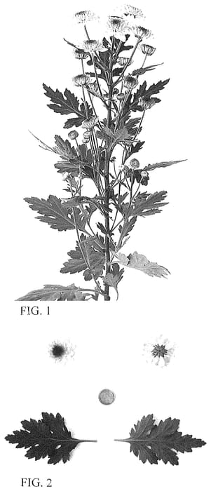 Figure 1 of US plant patent PP34642, the photograph of DLFSHOR12 printed in the patent.