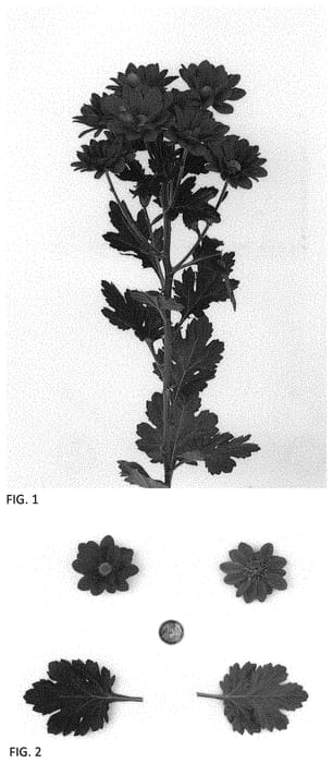 Figure 1 of US plant patent PP34643, the photograph of DLFMEXI4 printed in the patent.