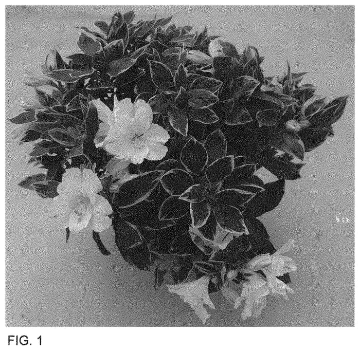 Figure 1 of US plant patent PP34644, the photograph of Zapriclare printed in the patent.