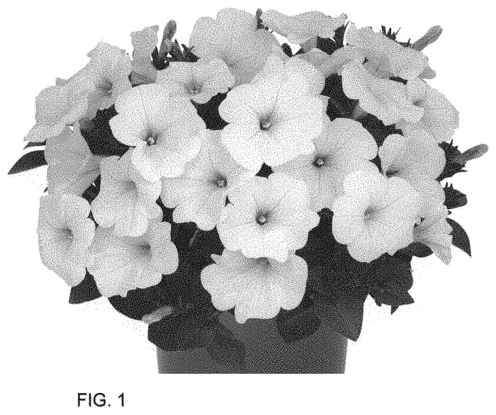 Figure 1 of US plant patent PP34646, the photograph of Dopetdurawhi printed in the patent.
