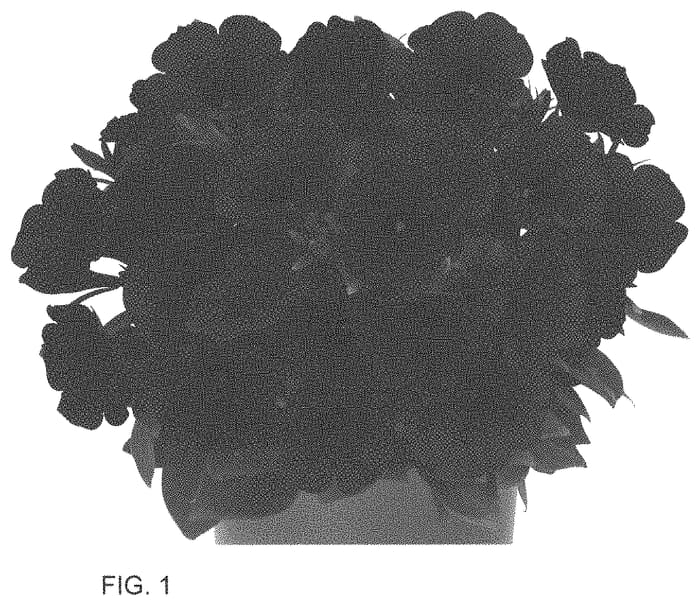 Figure 1 of US plant patent PP34647, the photograph of Dopetsurlibl printed in the patent.