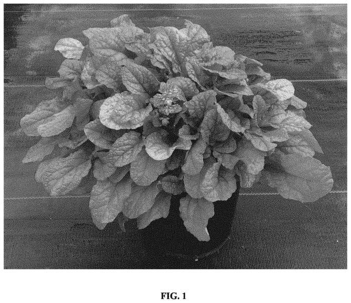 Figure 1 of US plant patent PP34649, the photograph of Parpar printed in the patent.