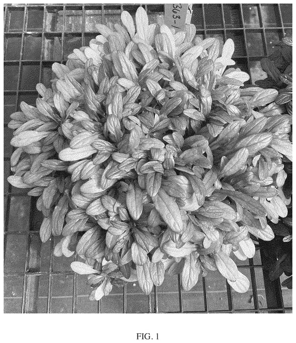 Figure 1 of US plant patent PP34650, the photograph of Fanfin printed in the patent.