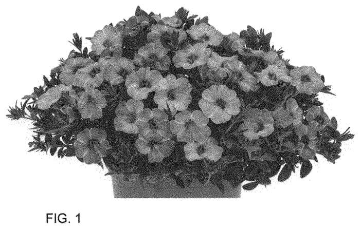 Figure 1 of US plant patent PP34651, the photograph of Docalraipipep printed in the patent.