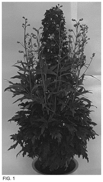 Figure 1 of US plant patent PP34652, the photograph of ET DLP 808 printed in the patent.