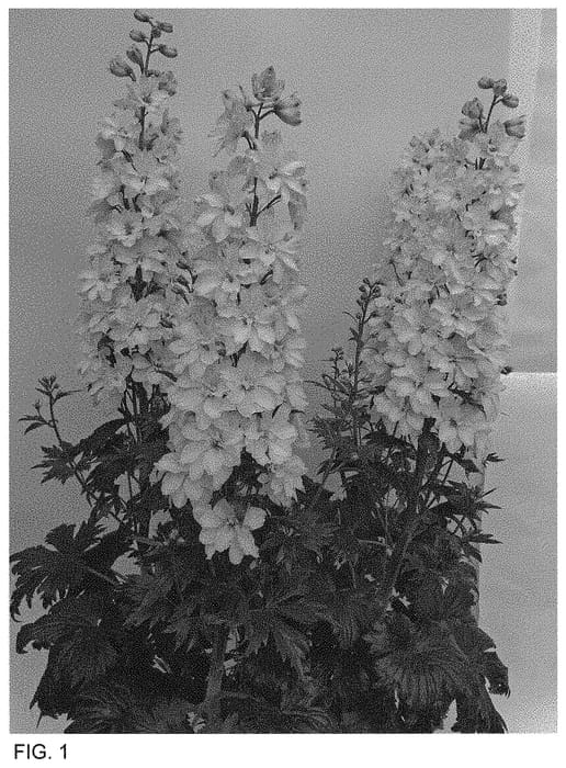 Figure 1 of US plant patent PP34653, the photograph of ET DLP 824 printed in the patent.