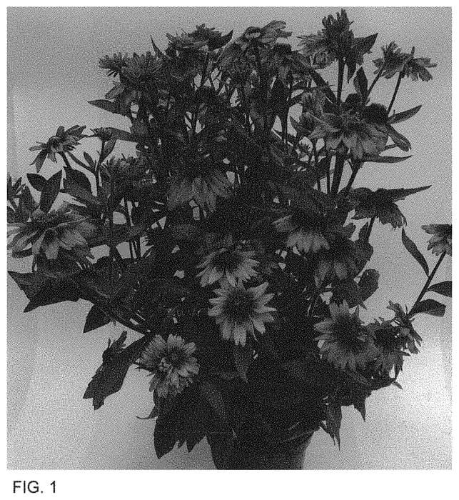 Figure 1 of US plant patent PP34654, the photograph of ET RDB 816 printed in the patent.