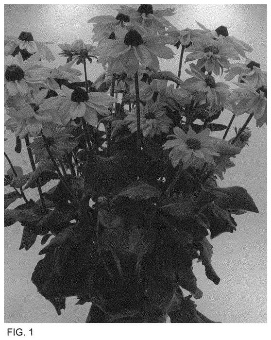 Figure 1 of US plant patent PP34655, the photograph of ET RDB 949 printed in the patent.