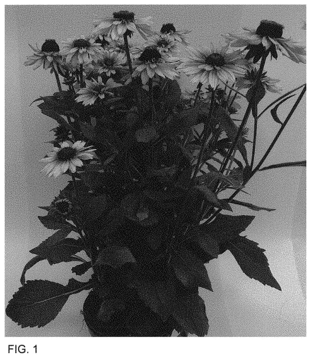 Figure 1 of US plant patent PP34656, the photograph of ET RDB 818 printed in the patent.