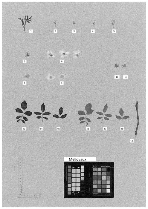 Figure 1 of US plant patent PP34657, the photograph of MEIJOVAUX printed in the patent.