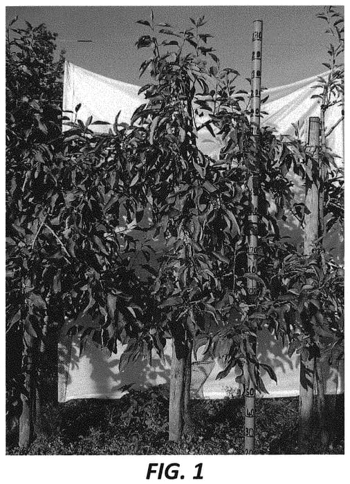 Figure 1 of US plant patent PP34658, the photograph of R204 printed in the patent.