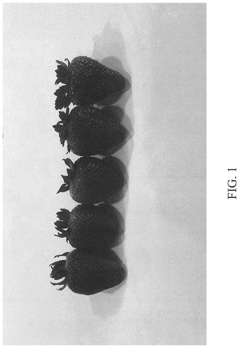 Figure 1 of US plant patent PP34659, the photograph of DrisStrawNinetyFour printed in the patent.