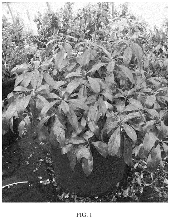 Figure 1 of US plant patent PP34660, the photograph of Piesid2 printed in the patent.