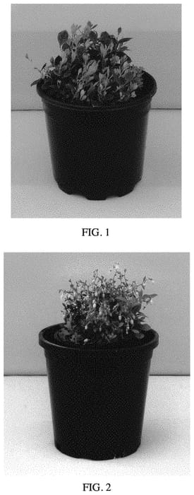 Figure 1 of US plant patent PP34661, the photograph of Gaulsidh4 printed in the patent.