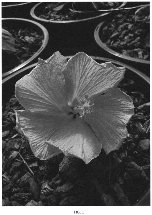 Figure 1 of US plant patent PP34662, the photograph of JBG RH-05 printed in the patent.