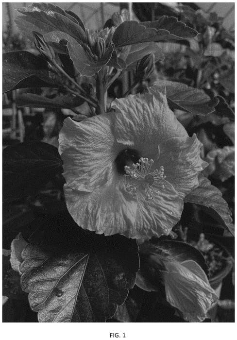 Figure 1 of US plant patent PP34663, the photograph of JBG BH-03 printed in the patent.
