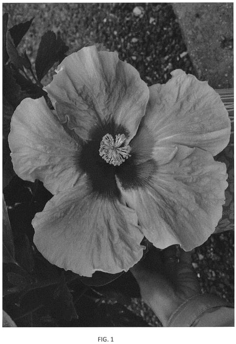 Figure 1 of US plant patent PP34664, the photograph of JBG MH-17 printed in the patent.
