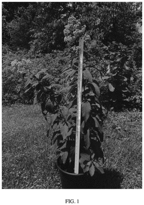 Figure 1 of US plant patent PP34665, the photograph of JoJo printed in the patent.