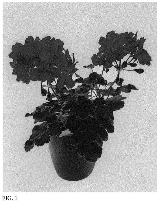 Figure 1 of US plant patent PP34666, the photograph of LVPI1912 printed in the patent.