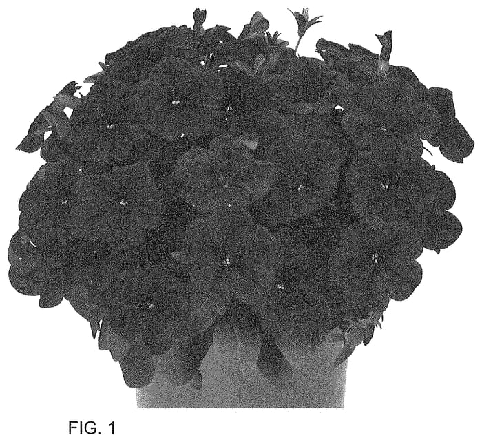 Figure 1 of US plant patent PP34667, the photograph of Dopetpoplucobl printed in the patent.