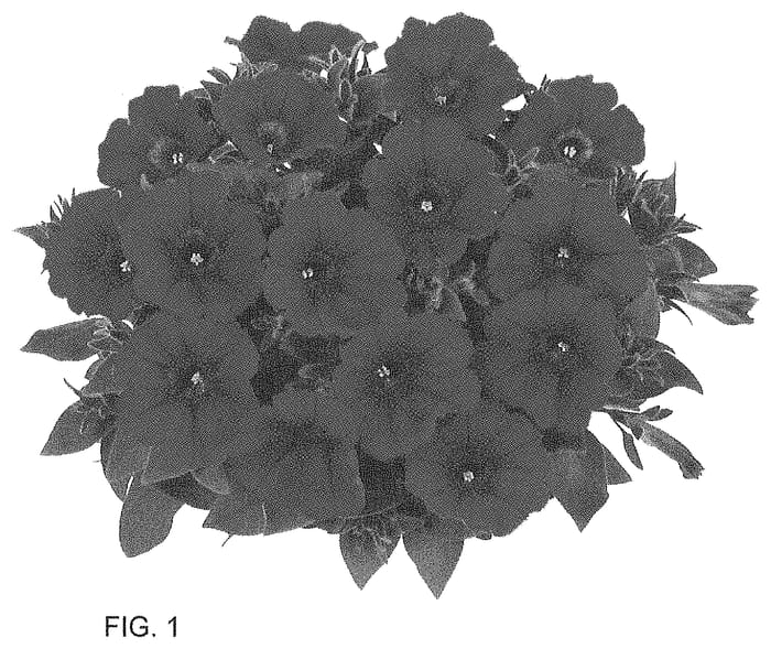 Figure 1 of US plant patent PP34668, the photograph of Dopetdurare printed in the patent.