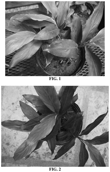 Figure 1 of US plant patent PP34669, the photograph of McghieVCG printed in the patent.