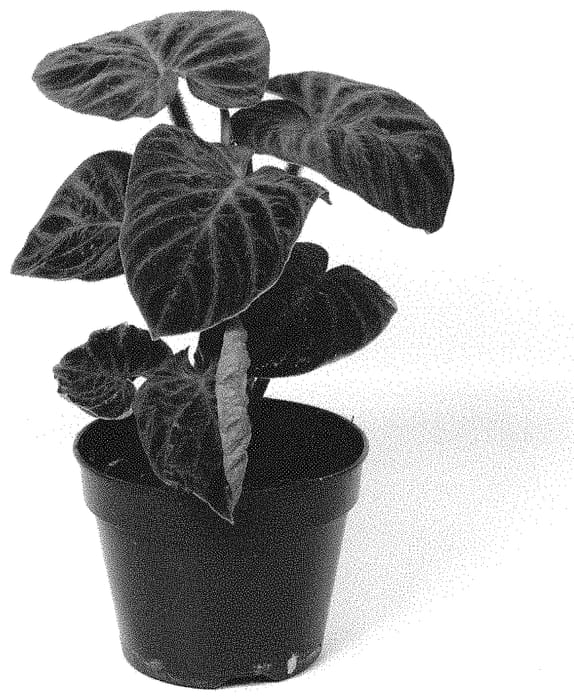 Figure 1 of US plant patent PP34670, the photograph of PPIPVE015 printed in the patent.