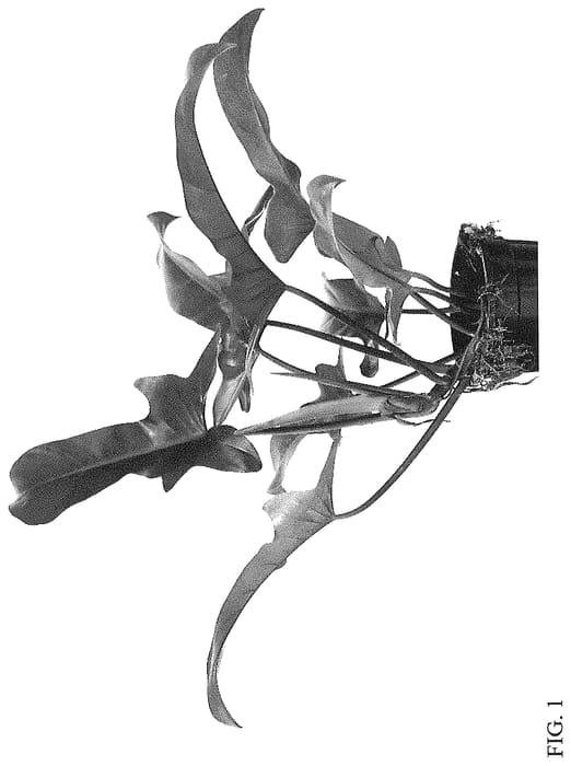 Figure 1 of US plant patent PP34671, the photograph of PPIPHFB014 printed in the patent.