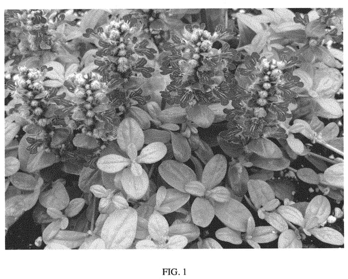Figure 1 of US plant patent PP34673, the photograph of Corcan printed in the patent.